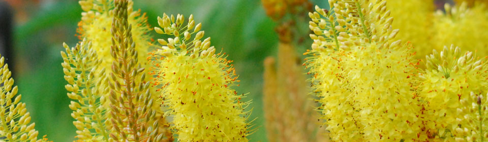 在线免费轰炸电话网页版